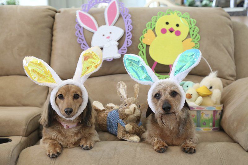 The pets are all dressed up in Wilson